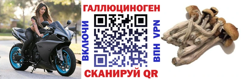 Галлюциногенные грибы Psilocybine cubensis  Нестеров 